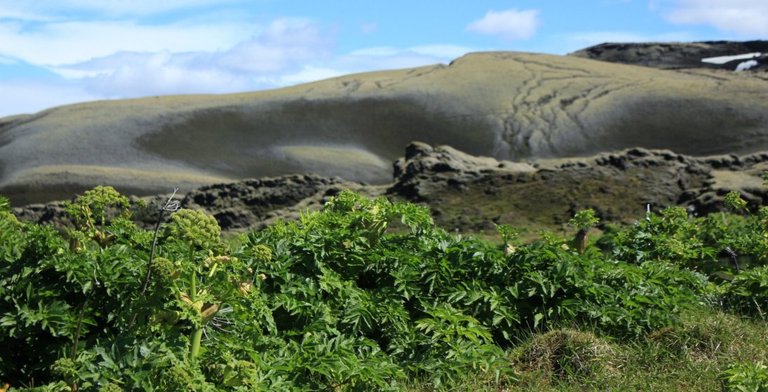 Einn Lakagíganna við Varmá. (Ljósm. LM)