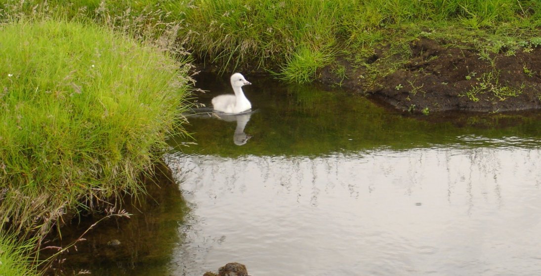 Allir í sund! Everybody can go to the swimming pool again!