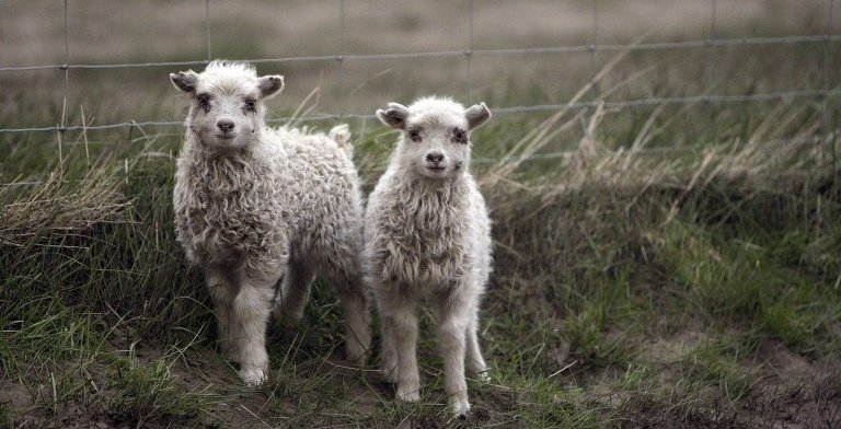 Lömbin í Hraunkoti voru sperrt þrátt fyrir ösku og myrkur í maí 2021. (Ljósm. Erla Þórey Ólafsdóttir…