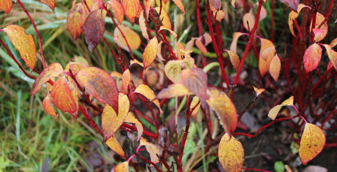 Náttúran skartar sínu fegursta haustið 2020 (Ljósm. LM)