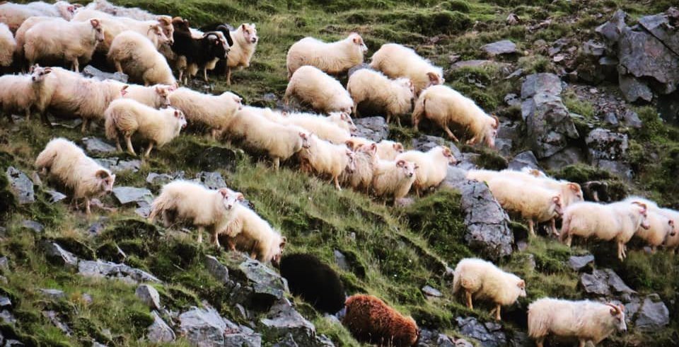 Kosið verður til alþingis og um sameiningu sveitarfélaganna fimm í V-Skaft. og Rangárvallasýslu (Ljó…