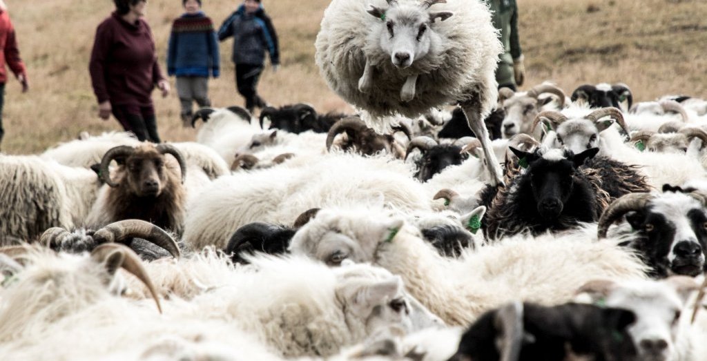 Atvinnugreinar á Suðurlandi eru margar. Í sveitarfélögunum fimm er mikil matvælaframleiðsla og ferða…
