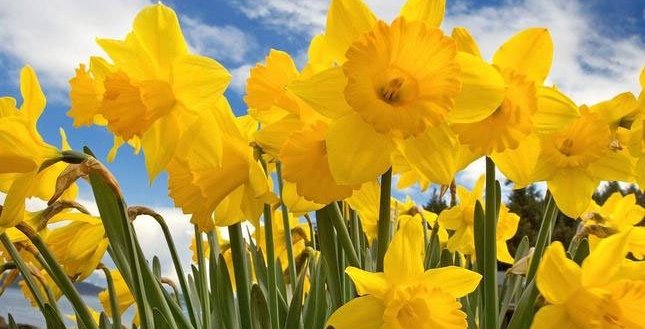 Páskaliljur til sölu. Daffodil for sale!