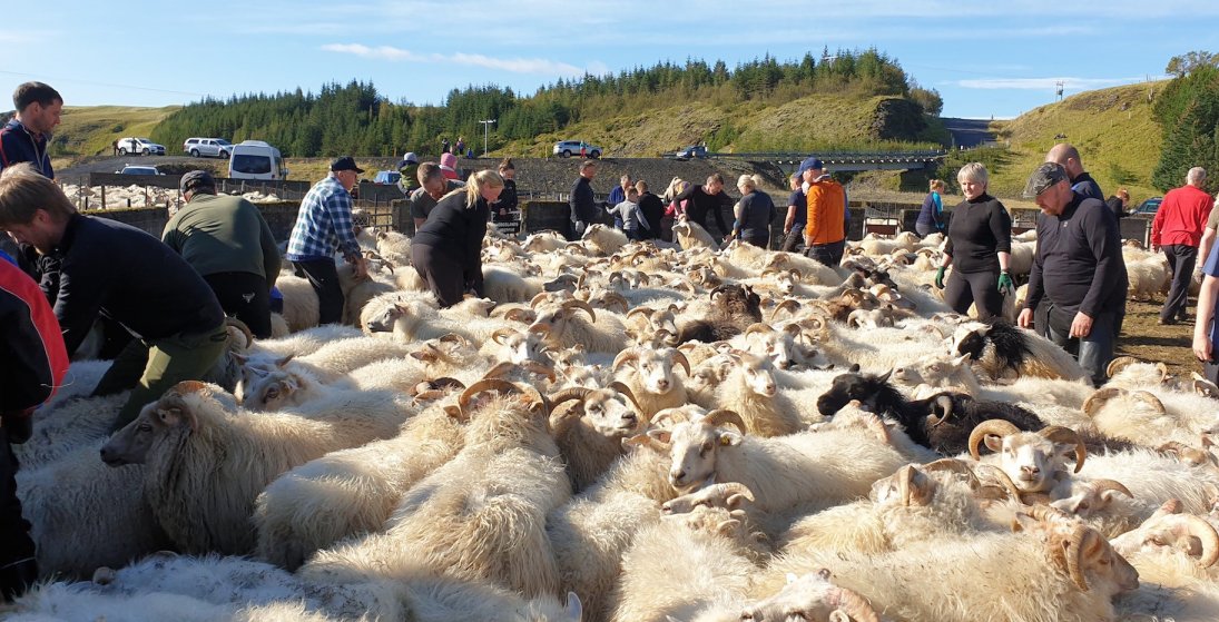 Skaftárrétt er á bökkum Skaftár hjá Hunkubökkum á Síðu (Ljósm. Fanney Ólöf)
