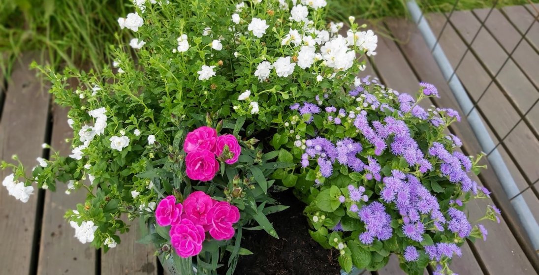 Sumarblómin til sölu á Klaustri, pantið fyrir 22. maí