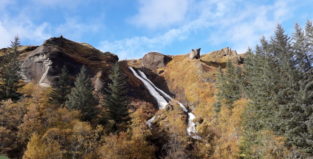 Skógrækt Íslands sér um skóginn á Kirkjubæjarklaustri (Ljósm. LM)