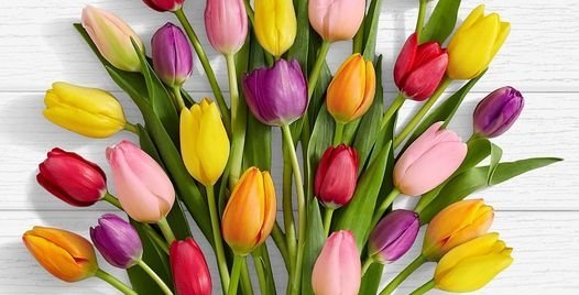 Túlípanar á konudegi / Tulips for Women´s Day