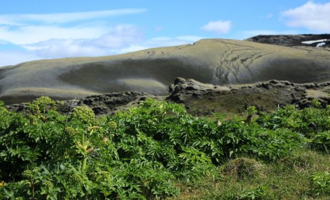 Einn Lakagíganna við Varmá. (Ljósm. LM)