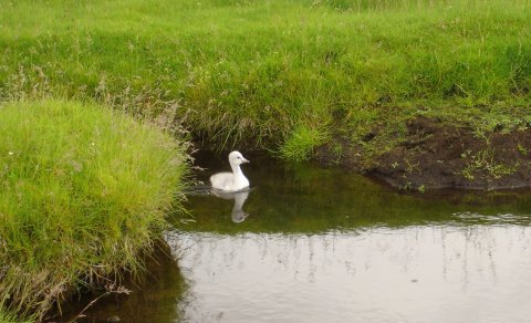 Allir þurfa að synda en því miður þarf að minnka opnunina. (Ljósm. LM)