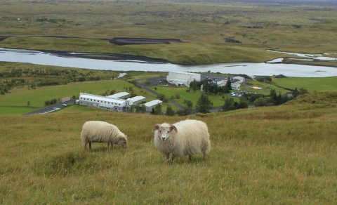 Gimbur, hrútur, hótel, grunnskóli, þekkingarsetur, íþróttahús, sundlaug og gestastofugrunnur. (Ljósm…