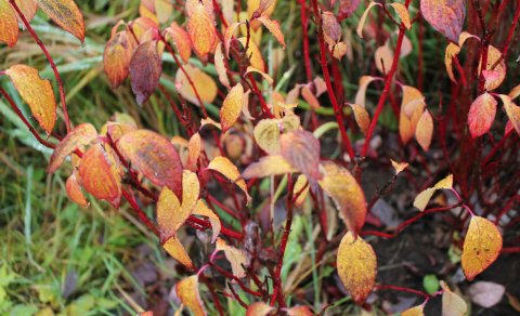 Náttúran skartar sínu fegursta haustið 2020 (Ljósm. LM)