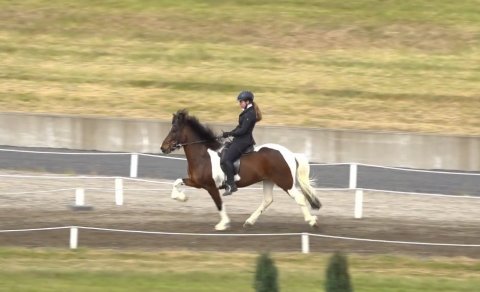 Svanhildur á Brekkan frá Votmúla að keppa á Reykjavíkurmótinu 2021