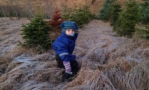 Tími kominn til að sækja jólatré. (Ljósm. Erla Þórey)