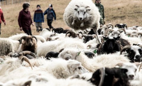 Atvinnugreinar á Suðurlandi eru margar. Í sveitarfélögunum fimm er mikil matvælaframleiðsla og ferða…