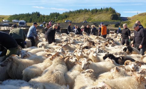 Skaftárrétt er á bökkum Skaftár hjá Hunkubökkum á Síðu (Ljósm. Fanney Ólöf)