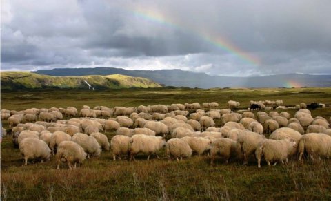 Réttir í Skaftárhreppi (Ljósm. Margrét Ólafsdóttir)