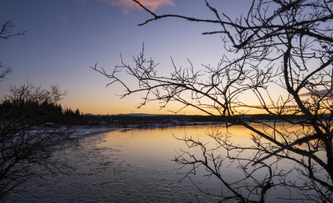 Sveltur sitjandi kráka en fljúgandi fær. Umsókn er möguleiki!