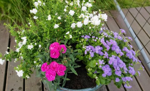 Sumarblómin til sölu á Klaustri, pantið fyrir 22. maí