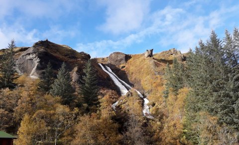 Skógrækt Íslands sér um skóginn á Kirkjubæjarklaustri (Ljósm. LM)