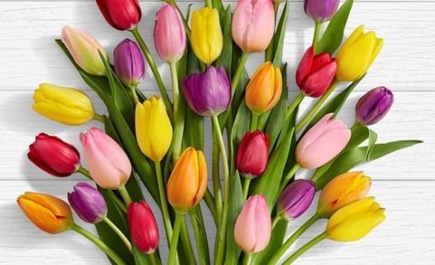 Túlípanar á konudegi / Tulips for Women´s Day